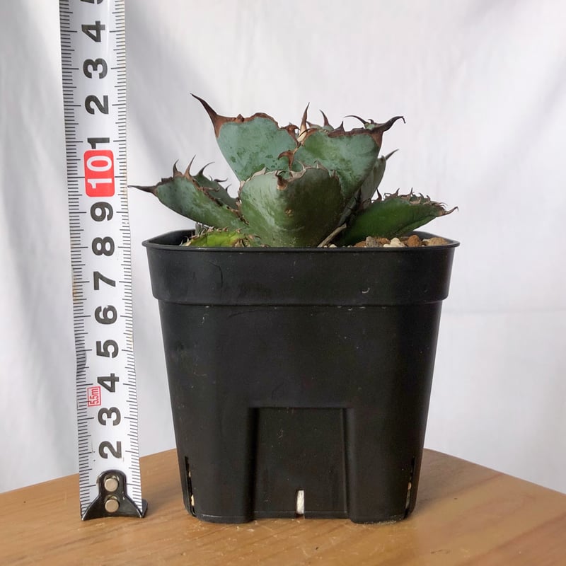 アガベ チタノタ ブラックアンドブルー BB OC株【発根管理中】Agave