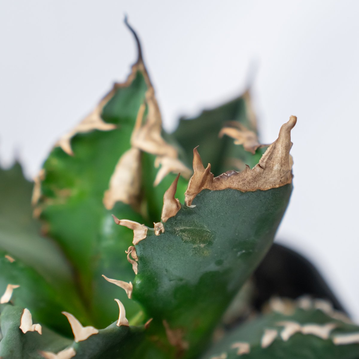 アガベ チタノタ ホワイトファイヤー【トニー産】仔株付き TONY産 白