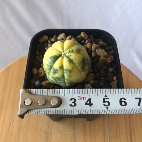 アストロフィツム 瑠璃兜錦 実生 Astrophytum asterias nudum variegata 多肉植物 サボテン 珍奇植物 静岡 ANTIDOTE 通販 S747