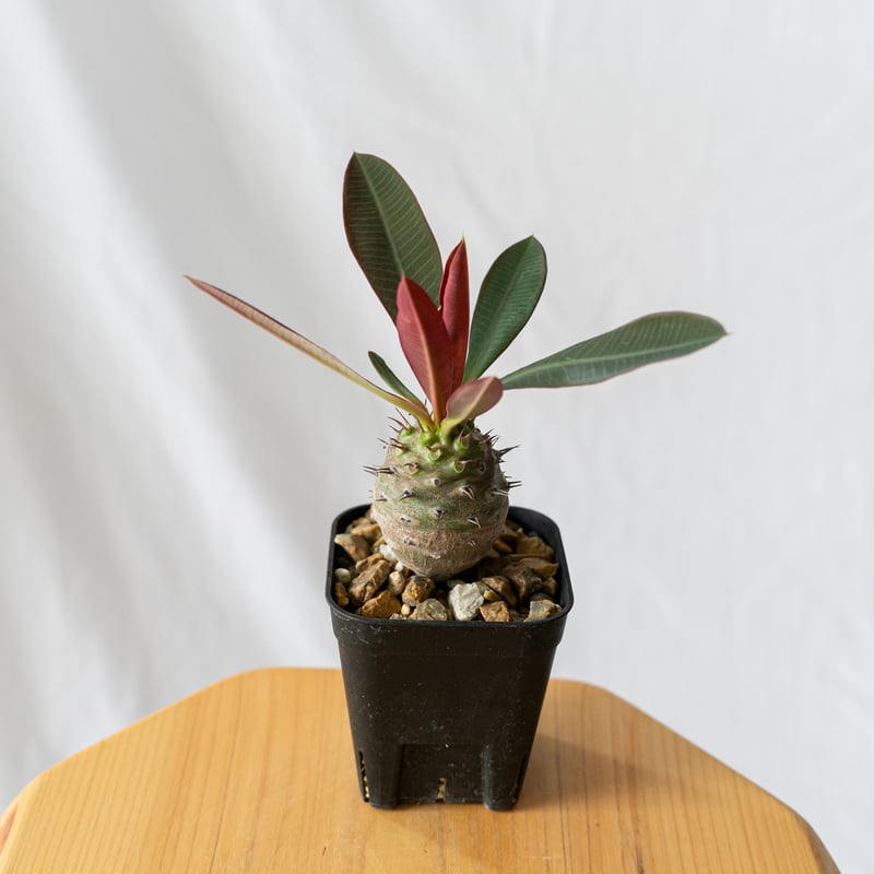 観葉植物 多肉植物 7点セット ユーフォルビア ドルステ二ア パキポディウム 観葉植物 多肉植物 7点セット ユーフォルビア ドルステ二ア