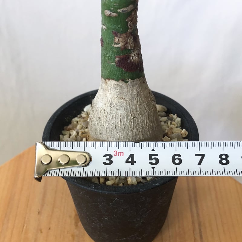 アデニア グラウカ 幻蝶かずら Adenia glauca 塊根植物 コーデックス