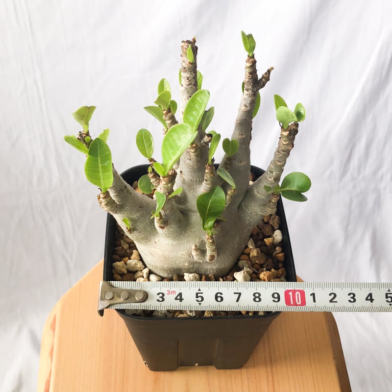 アデニウム アラビカム ブラックスキン【発根管理中】Adenium Arabicum