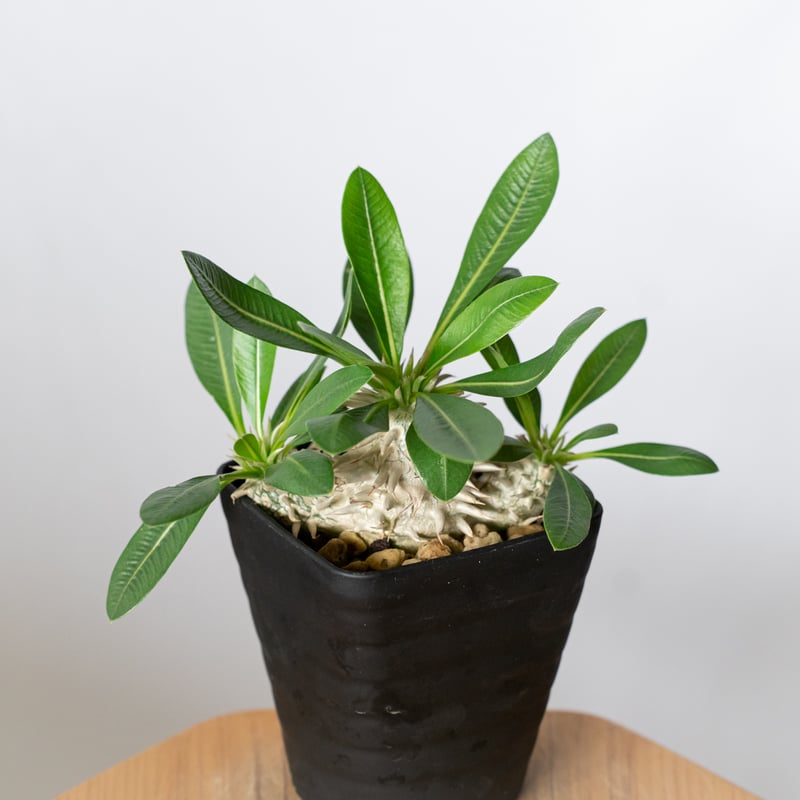 パキポディウム デンシフローラム 実生 シバ女王の玉櫛 Pachypodium