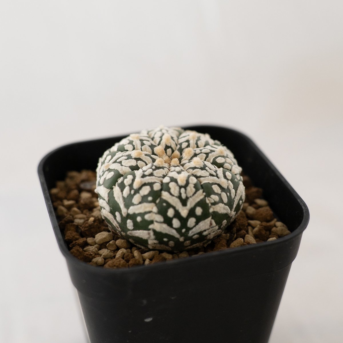 【超特大美株】スーパー 兜 アストロフィツム サボテン アストロフィツム スーパー兜 Vタイプ アロータイプ Astrophytum 多肉