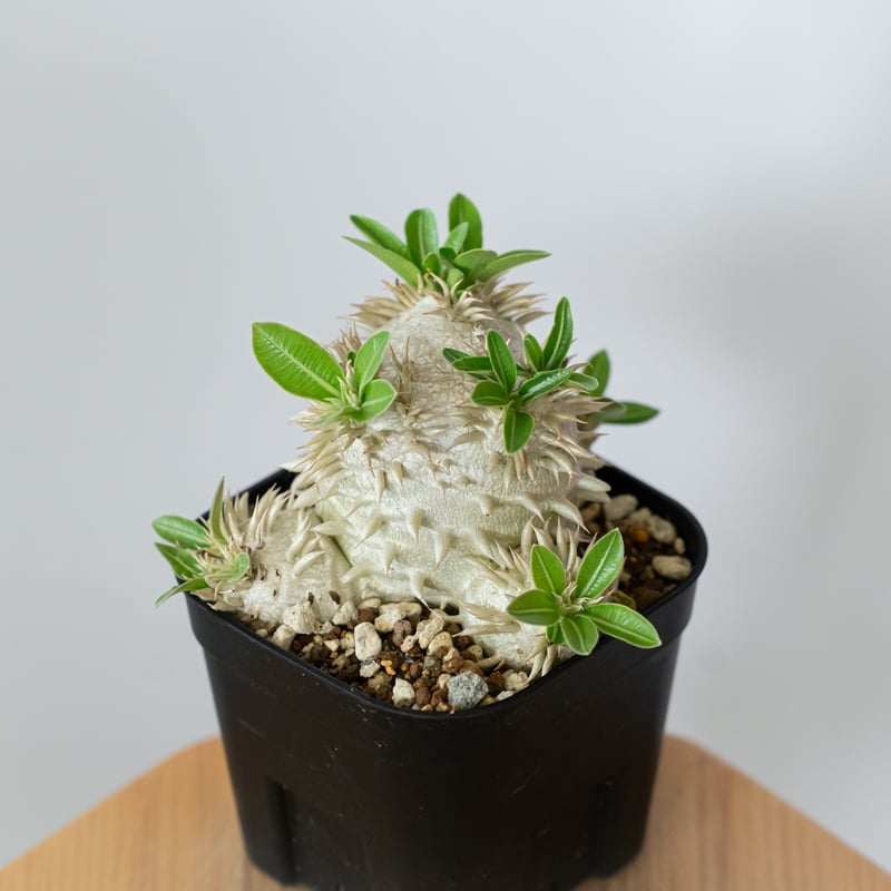 パキポディウム エブレネウム 実生 Pachypodium eburneum 塊根植物