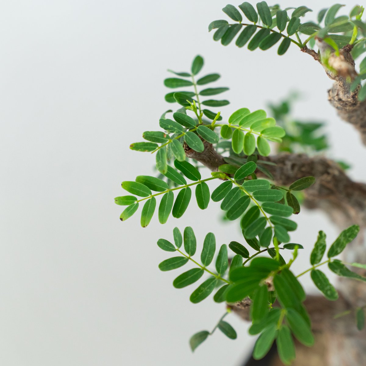 センナ メリディオナリス Senna Meridionalis コーデックス 塊根植物
