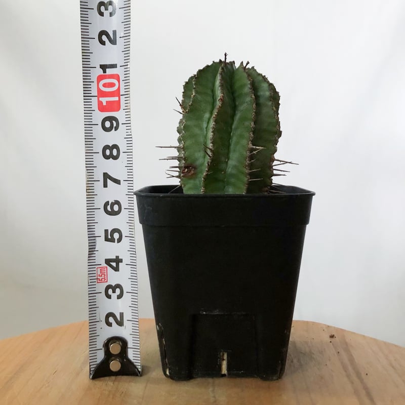ユーフォルビア ホリダ 実生 Euphorbia horrida 多肉植物 珍奇植物 ANTI