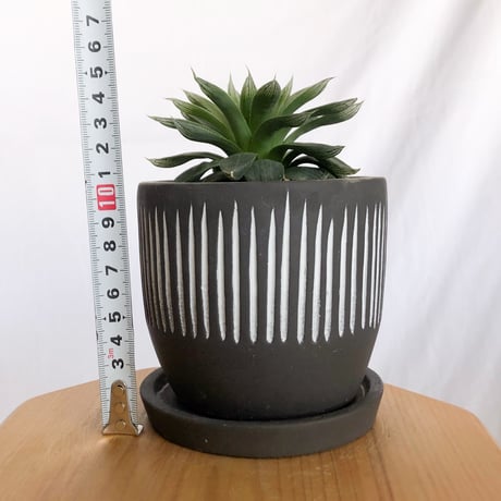ハオルチア オブツーサ ハイブリッド 鉢セット Haworthia obtusa hybrid 多肉植物 珍奇植物 静岡 ANTIDOTE 通販 S1290