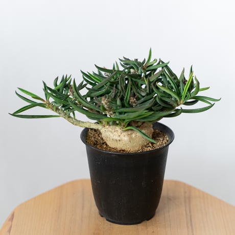 ④同包　ユーフォルビア ルディス Ruby フラワー・ガーデニング ①ユーフォルビア ルディス