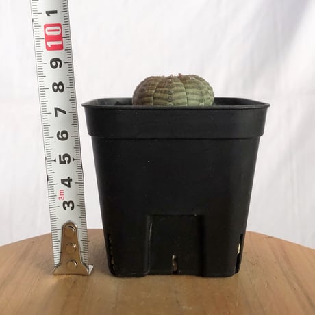 ユーフォルビア オベサ 実生 Euphorbia obesa 多肉植物 珍奇植物 静岡 ANTIDOTE 通販 S1227