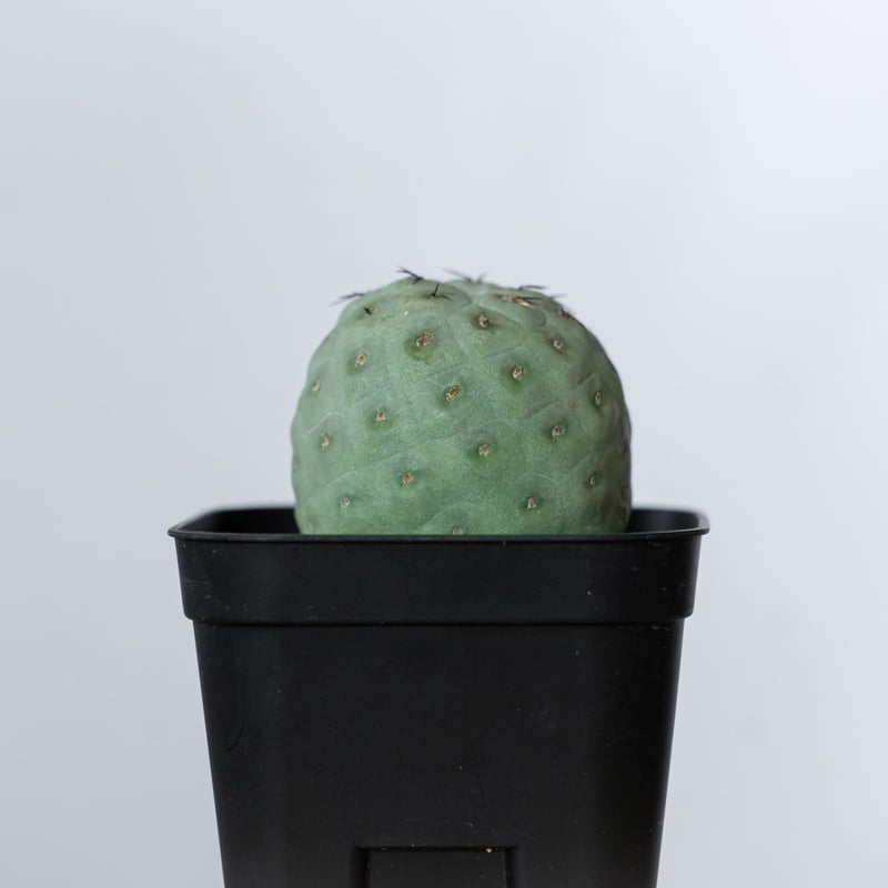 テフロカクタス ゲオメトリクス 実生【発根管理中】Tephrocactus