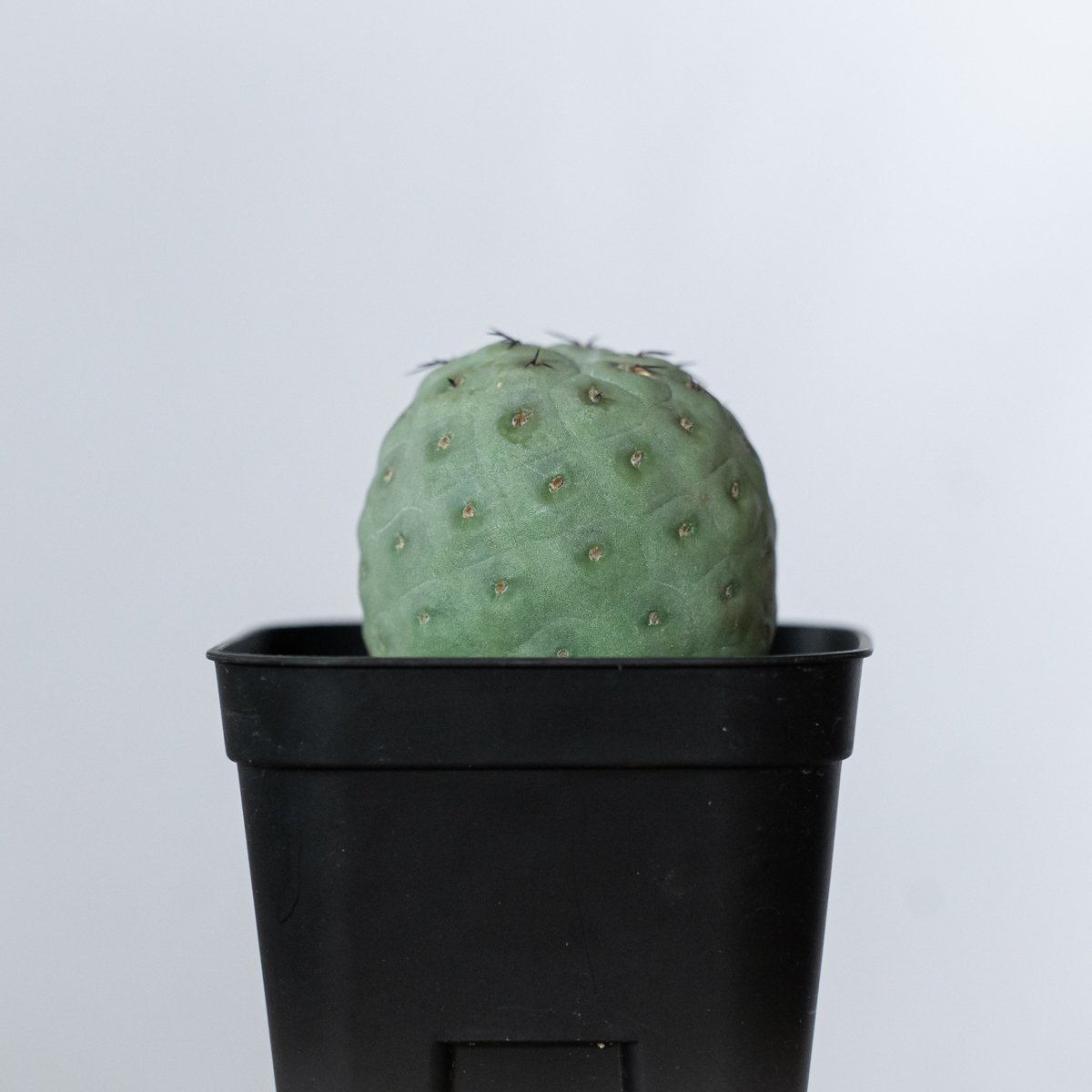 テフロカクタス ゲオメトリクス 実生【発根管理中】Tephrocactus 
