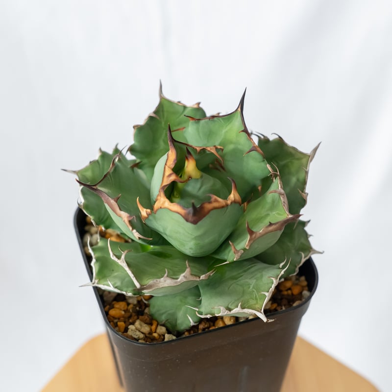 アガベ チタノタ 姫厳竜 美株 OC株【発根管理中】Agave titanota 多肉