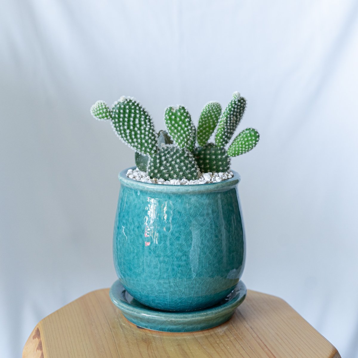 バニーカクタス＆ランポー 寄せ植え 鉢セットオプンチア アストロ