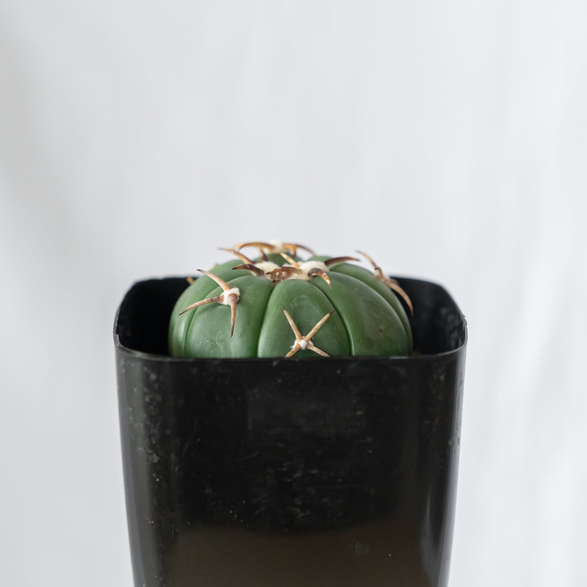 エキノカクタス 翠平丸 実生 美株 Echinocactus horizonthalonius