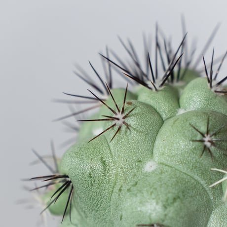 オルテゴカクタス マクドガリー 実生 Ortegocactus macdougallii 多肉植物 珍奇植物 静岡 ANTIDOTE 通販 S1480