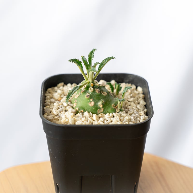 ドルステニア ラブラニー Dorstenia Dorstenia lavrani 塊根植物 多