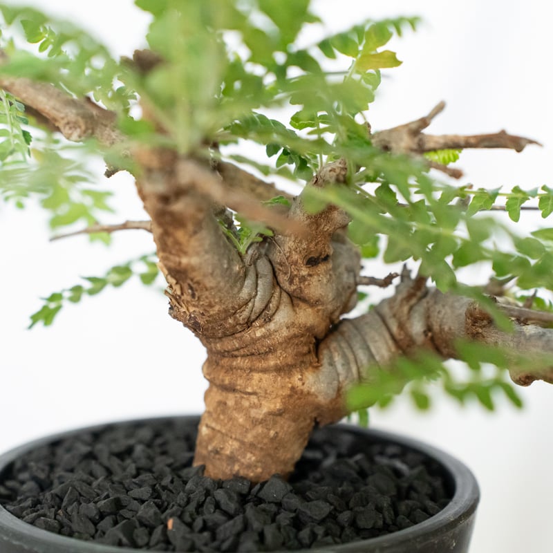 ボスウェリア ネグレクタ Boswellia neglecta 多肉植物 珍奇植物 静岡