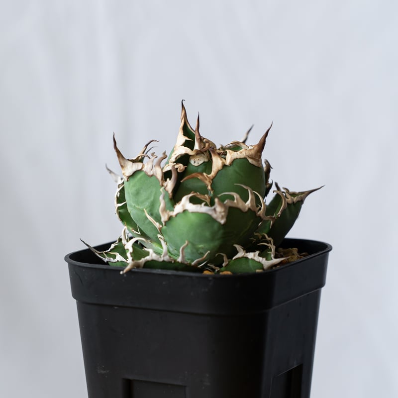 アガベ チタノタ シーザー OC株 Agave titanota Caesar 多肉植物 珍奇