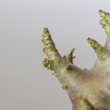 アデニウム アラビカム ブラックスキン Adenium Arabicum Black Skin 塊根植物 コーデックス 珍奇植物 多肉植物 静岡 ANTIDOTE 通販 S1354