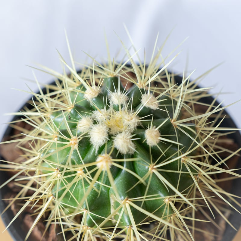 金鯱 エキノカクタス Golden ball cactus サボテン 多肉植物 珍奇植物