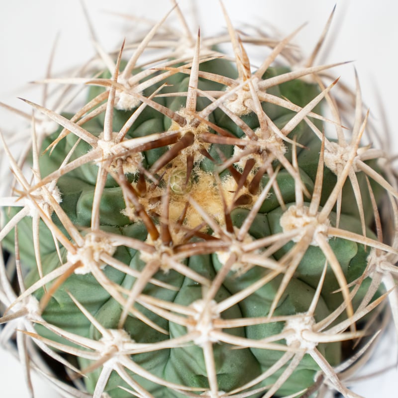 ギムノカリキウム フェロシオール 美株 実生 Gymnocalycium hybopleuru