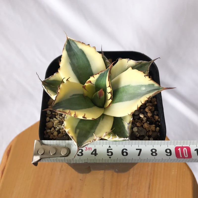 アガベ チタノタ スナグルトゥース Agave titanota Snaggle Tooth