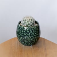 マミラリア 白星 鉢セット Mammillaria plumosa サボテン 多肉植物 珍奇植物 静岡 ANTIDOTE 通販 S1384