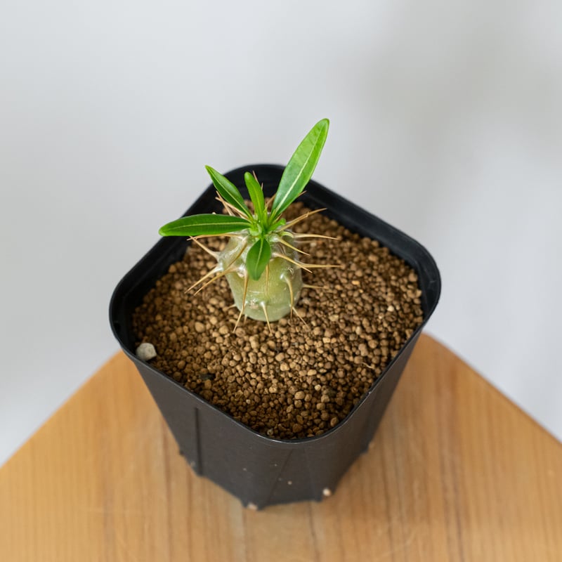 パキポディウム アンボンゲンセ 実生 Pachypodium ambongense 塊根植物