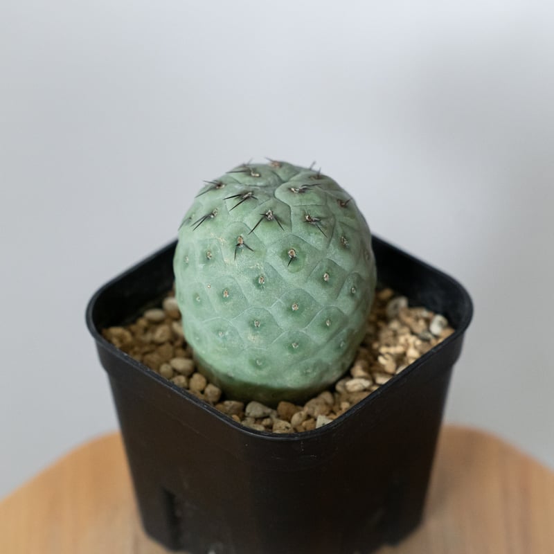 テフロカクタス ゲオメトリクス 実生【発根管理中】Tephrocactus