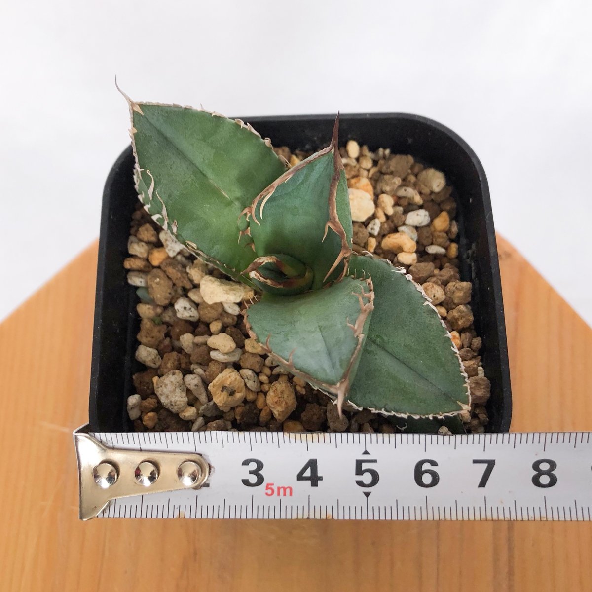 アガベ チタノタ 悪魔くん TC株 Agave titanota Bakemono 多肉植物