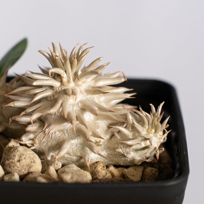 パキポディウム エブレネウム 実生 Pachypodium eburneum 塊根植物