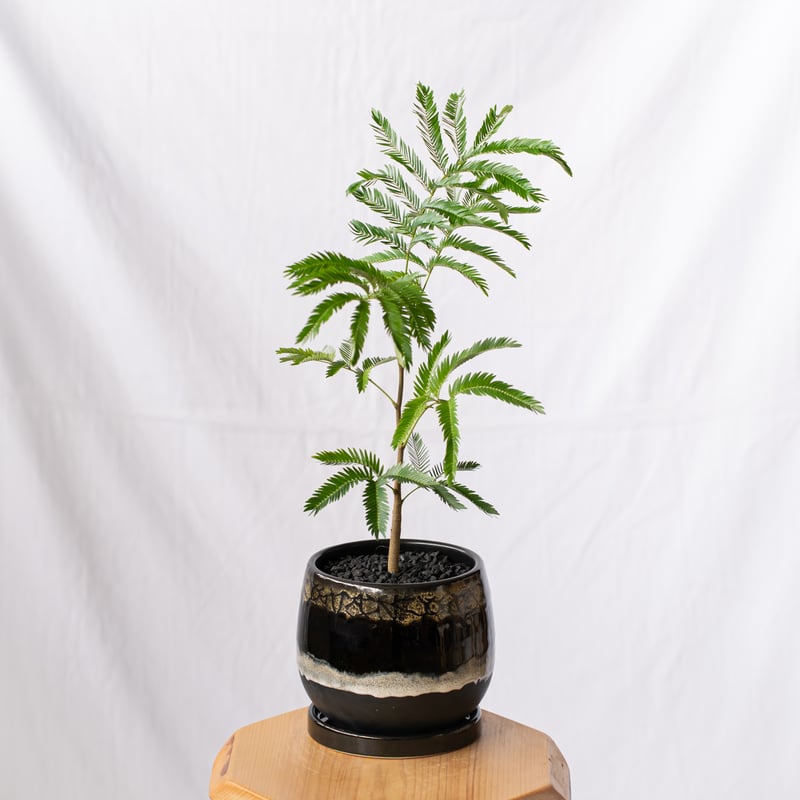 エバーフレッシュ 鉢セット Pithecellobium 観葉植物 多肉植物