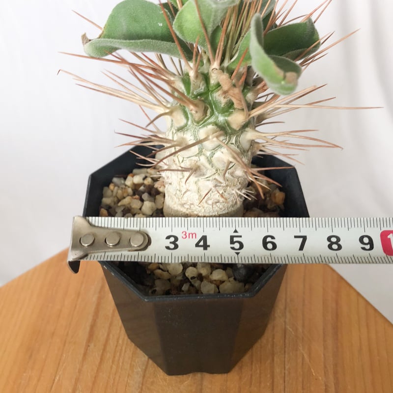 パキポディウム ナマクアナム 光堂 実生 Pachypodium namaquanum