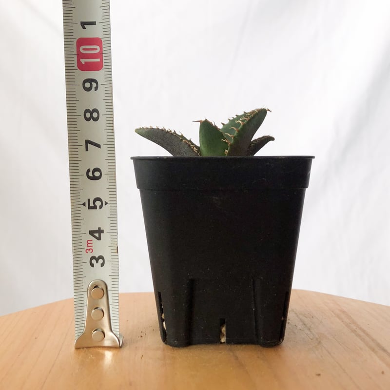 アガベ チタノタ 清櫻【発根管理中】TC株 Agave titanota Seiou 多肉