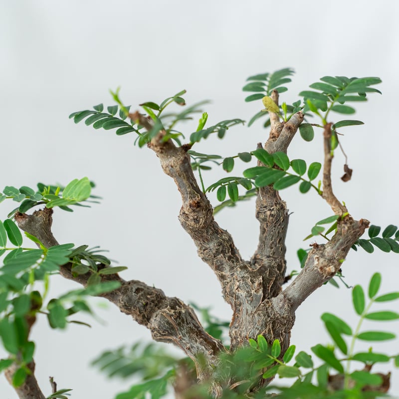 多肉植物Senna meridionalis 沙漠蘇木 メリジョナリス センナ isla del