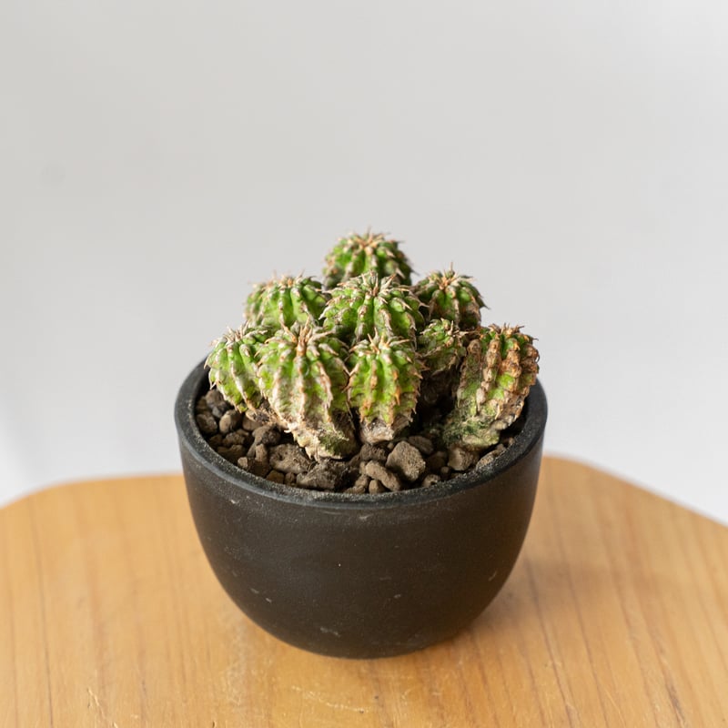 ユーフォルビア セプルタ Euphorbia sepulta 多肉植物 珍奇植物 ANTID