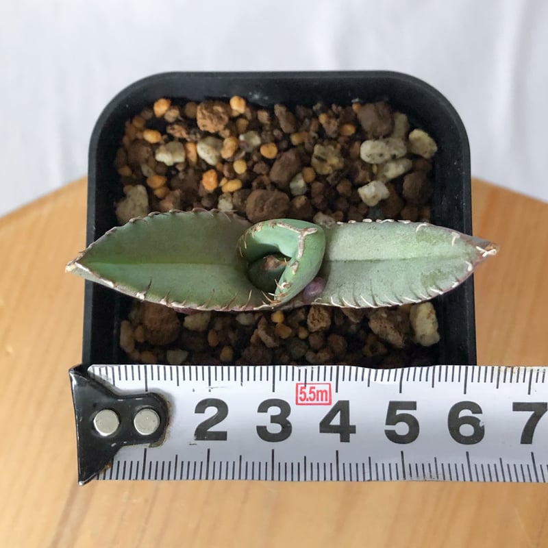 アガベ チタノタ 冠鷲 クラウンイーグル【発根管理中】TC株 Agave