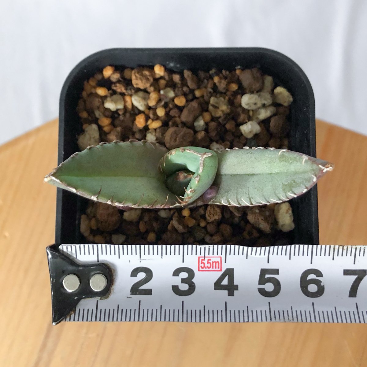 アガベ チタノタ 冠鷲 クラウンイーグル【発根管理中】TC株 Agave