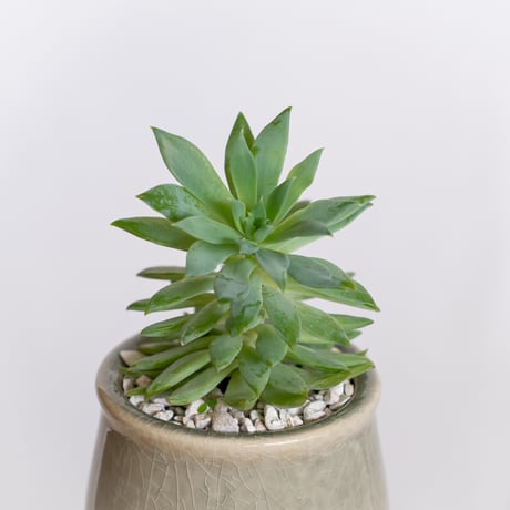 セデベリア ファンファーレ 鉢セット Sedeveria Fanfare 多肉植物 観葉植物 インテリアグリーン 静岡 ANTIDOTE 通販 S1296