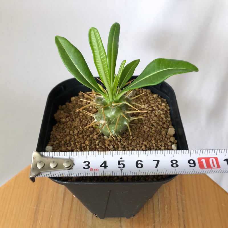 パキポディウム アンボンゲンセ 実生 Pachypodium ambongense 塊根植物