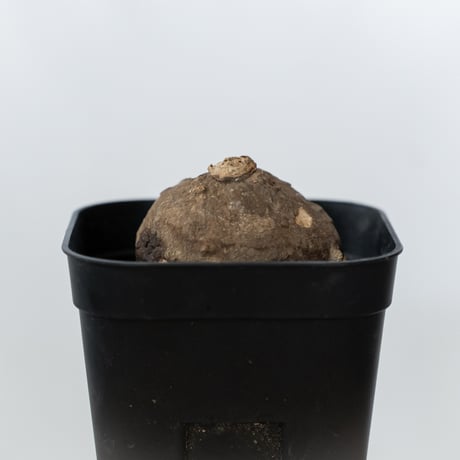 ステファニア エレクタ 実生【発根管理中】Stephania erecta 塊根植物 コーデックス 多肉植物 珍奇植物 静岡 ANTIDOTE 通販 S1415