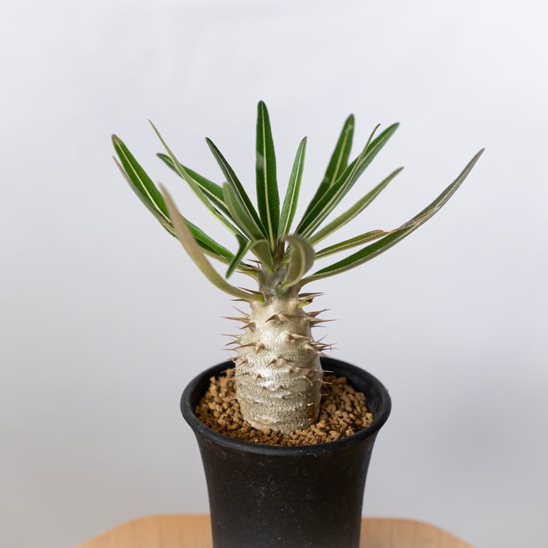 パキポディウム グラキリス 実生 pachypodhium Gracilius 塊根植物 コー