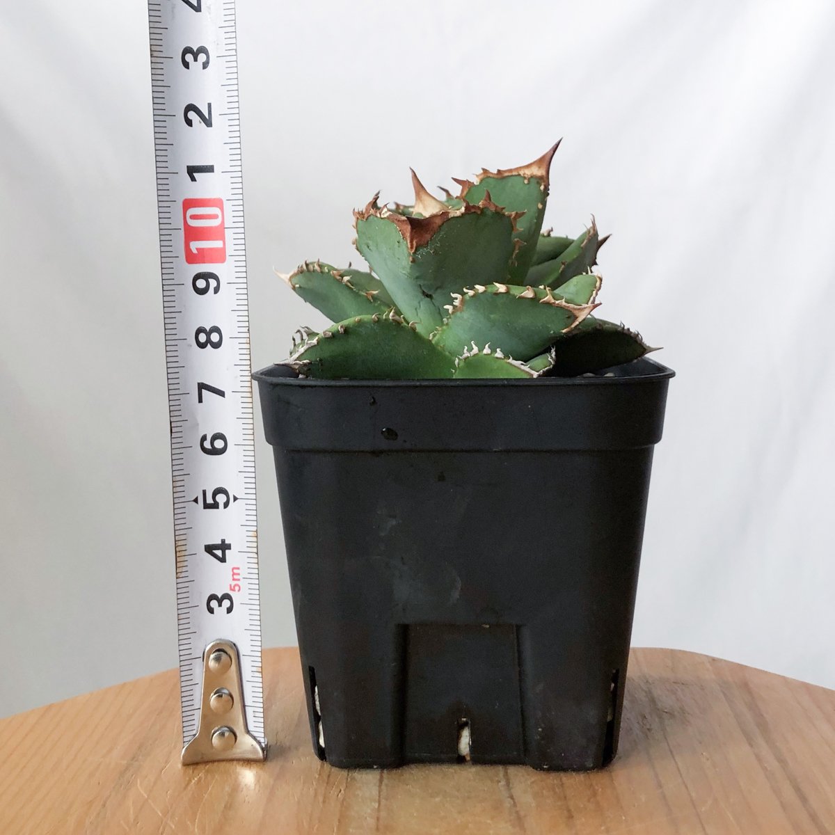 アガベ チタノタ 鰐亀 ワニガメ【発根管理中】TC株 Agave titanota