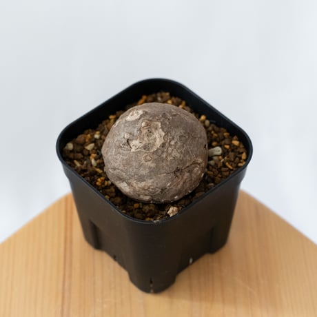 ステファニア エレクタ 実生【発根管理中】Stephania erecta 塊根植物 コーデックス 多肉植物 珍奇植物 静岡 ANTIDOTE 通販 S1413