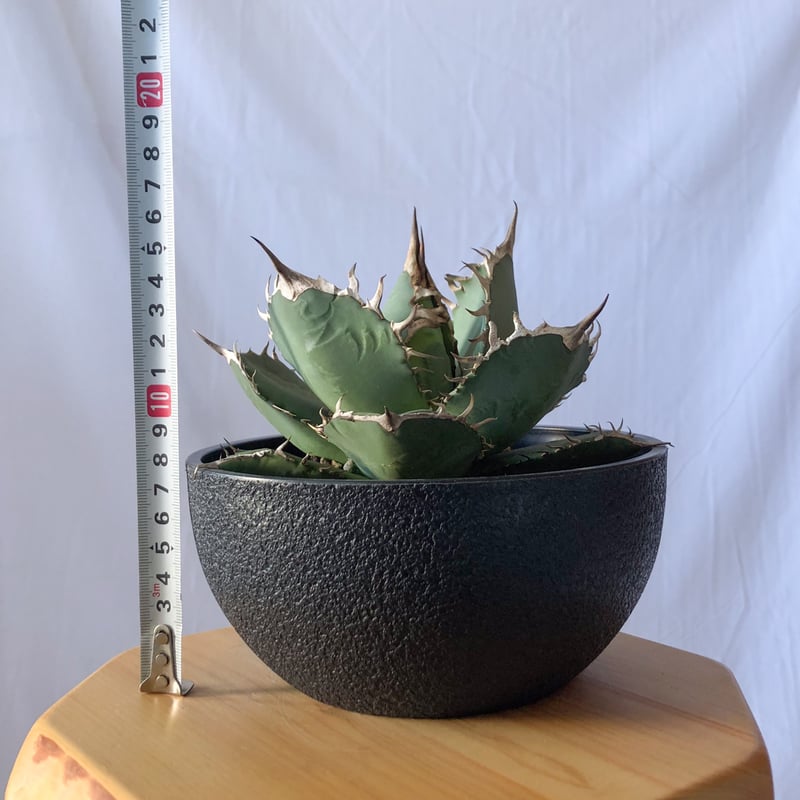 アガベ チタノタ 南覇王 Agave titanota Minami Haou 多肉植物 珍奇