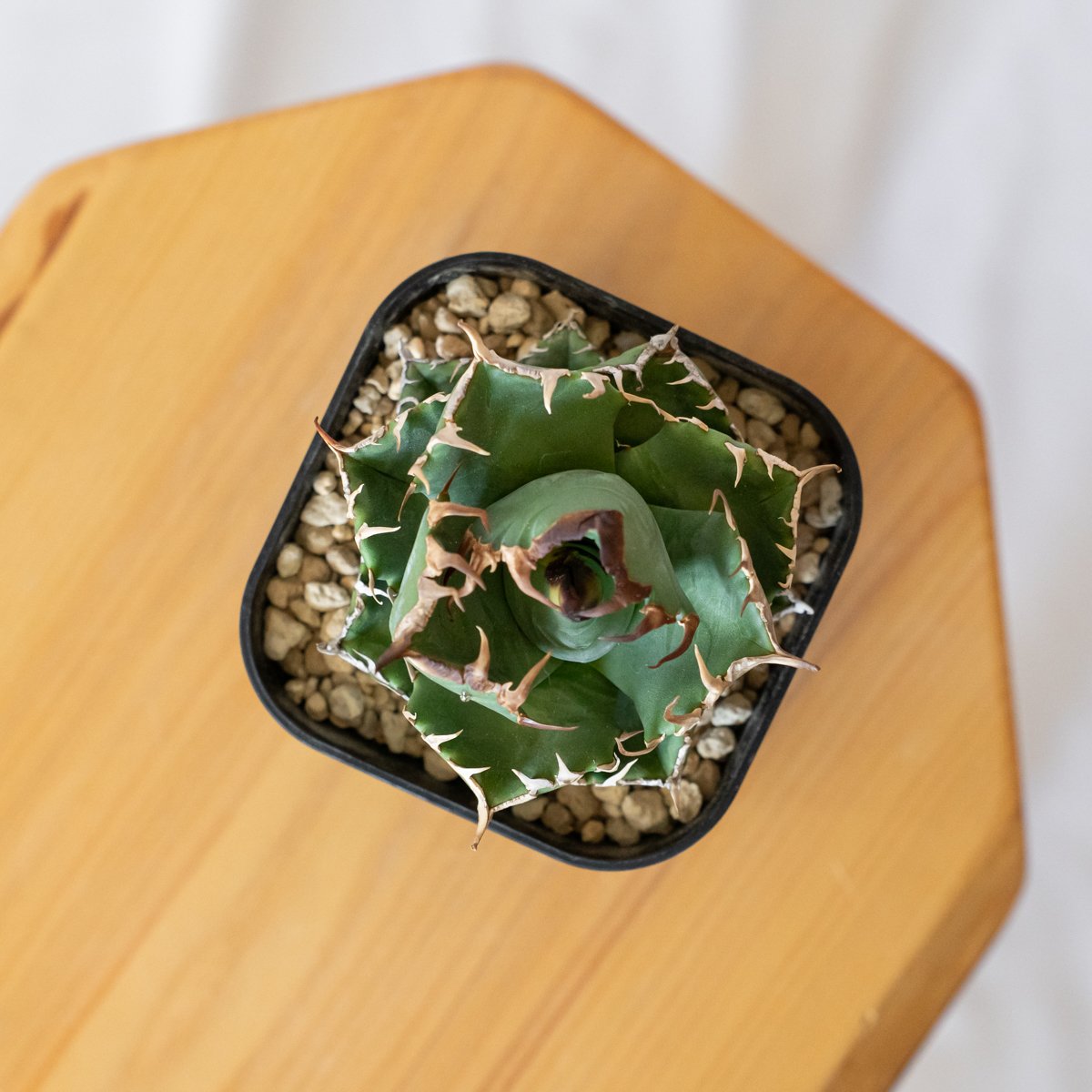 アガベ チタノタ 魔丸 美株 OC株【発根管理中】agave titanota imps