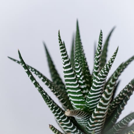 ハオルチア 十二の巻 鉢セット Haworthia fasciata 多肉植物 珍奇植物 静岡 ANTIDOTE 通販 S1385