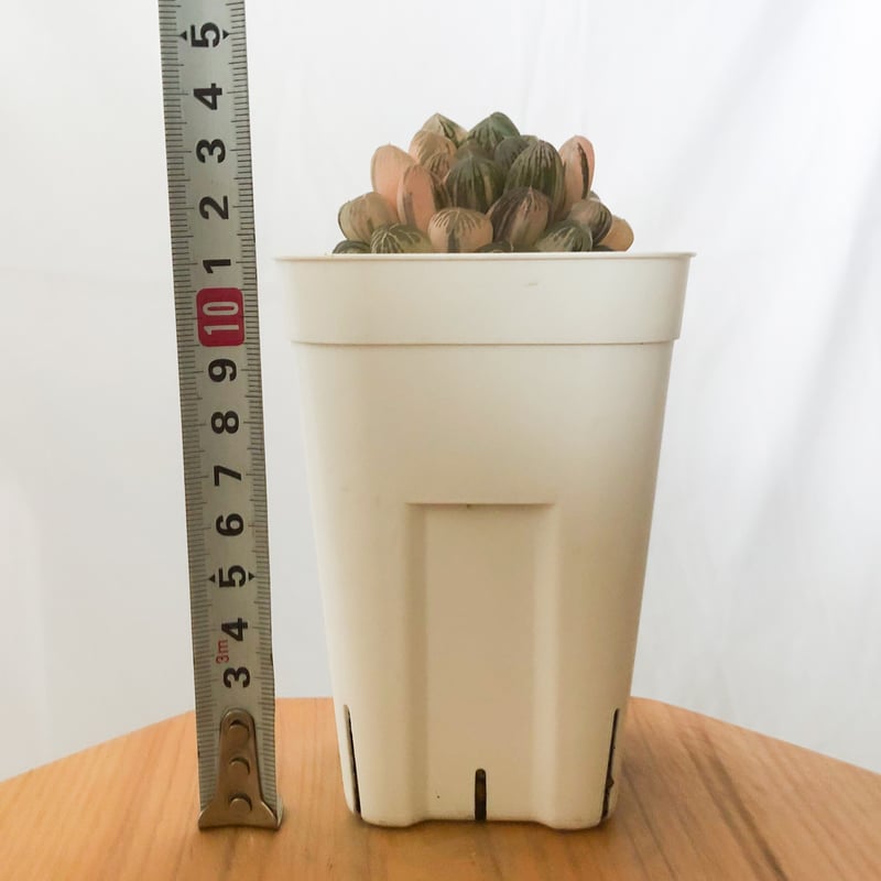 13c ハオルチア　多肉植物　姫オブツーサ錦　自家繁殖 ハオルチア オブツーサ錦 舞姫錦 Haworthia obutusa 'Maihime
