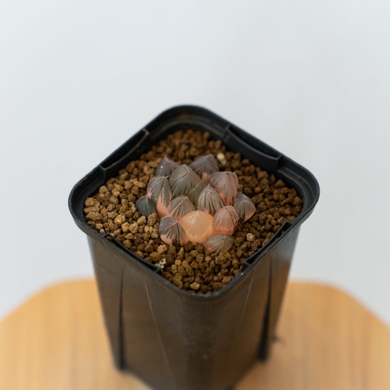 ハオルチア ブラックオブツーサ錦 Haworthia obtusa Black 多肉植物